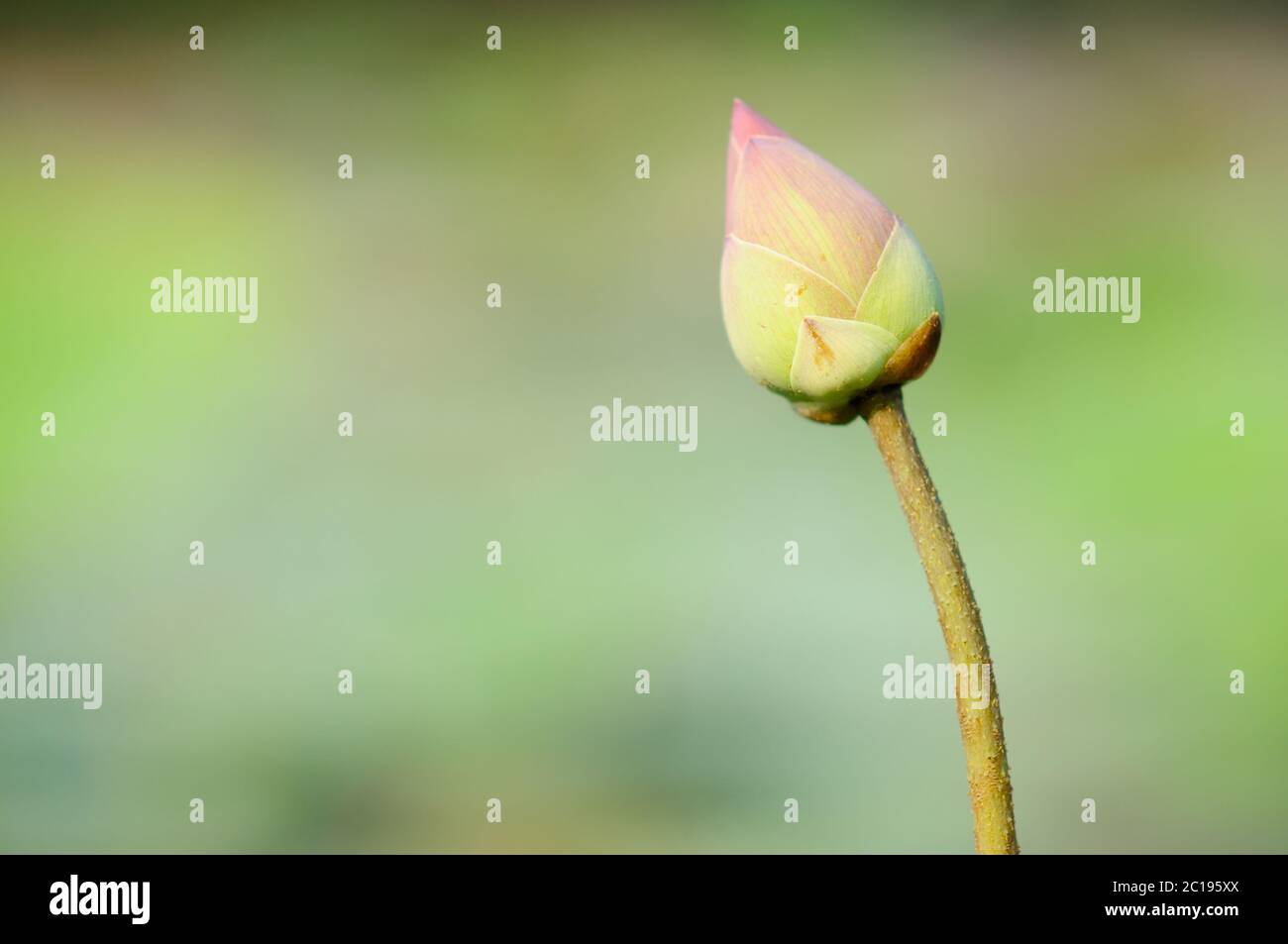 Un Bud di Loto al mattino Sole Foto Stock