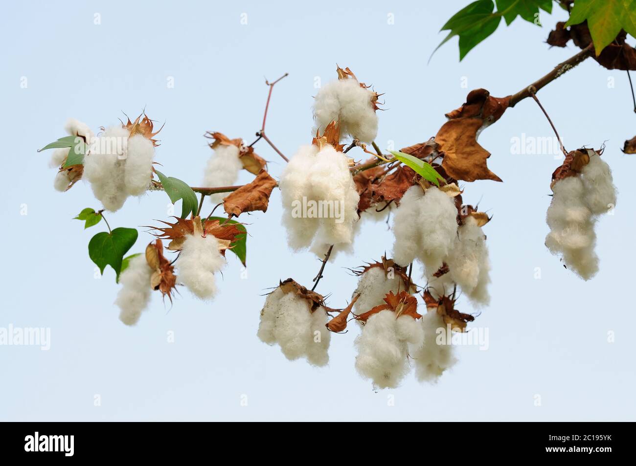 Levant Cotton (Gossypium erbaceum) Foto Stock