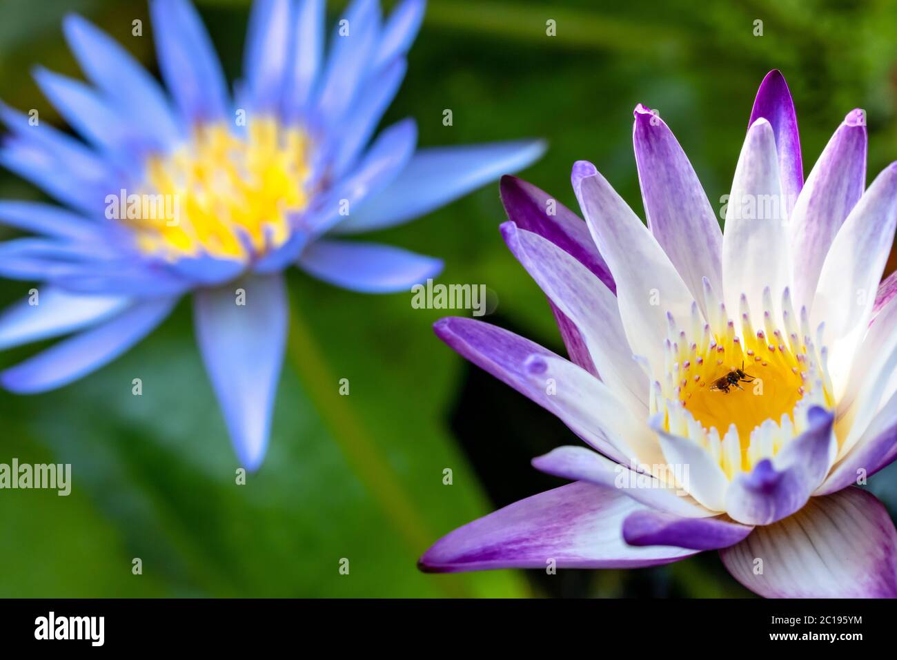 Un paio di fiori con stami di un pisile giglio, macro vista. Fiore di loto colorato. Foto Stock