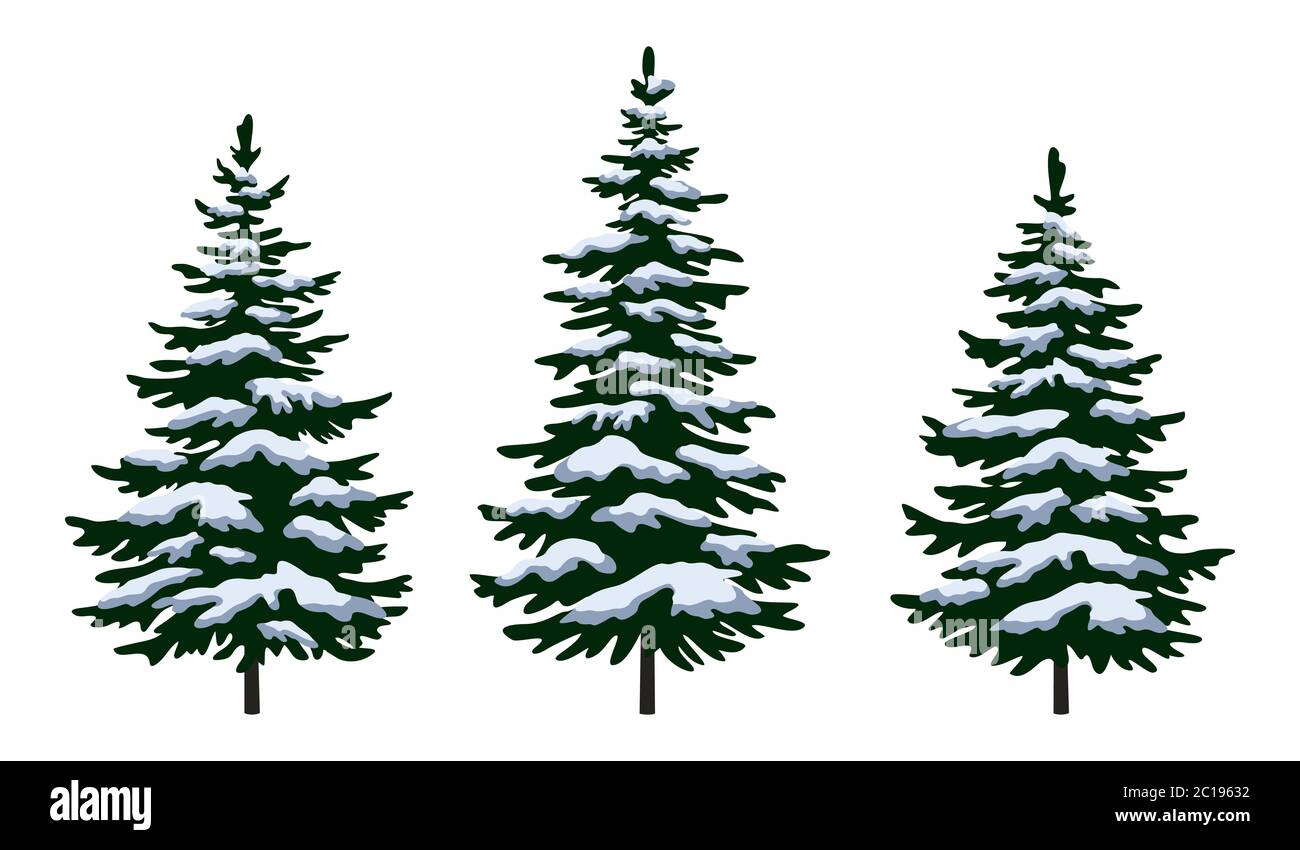 Alberi di Natale dell'abete Foto Stock