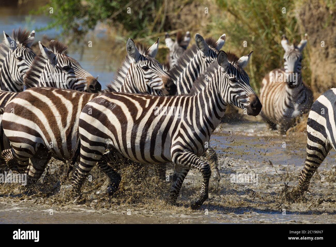 Mandria della Zebra di Burchell che attraversa l'acqua in una giornata di sole a Serengeti Tanzania Foto Stock