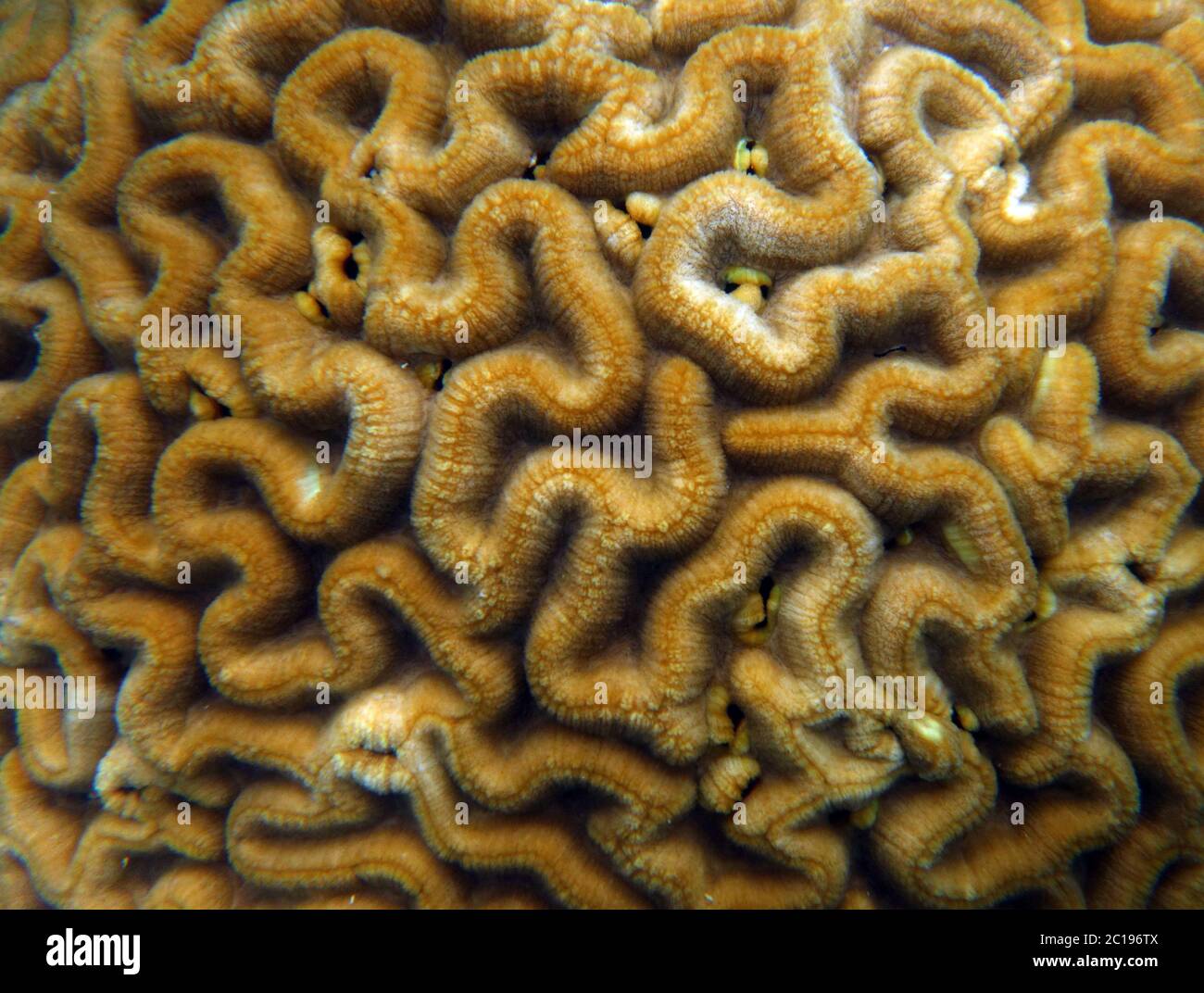 Dettaglio di una colonia di coralli cerebrale sana sott'acqua, Grande barriera Corallina, Queensland, Australia Foto Stock