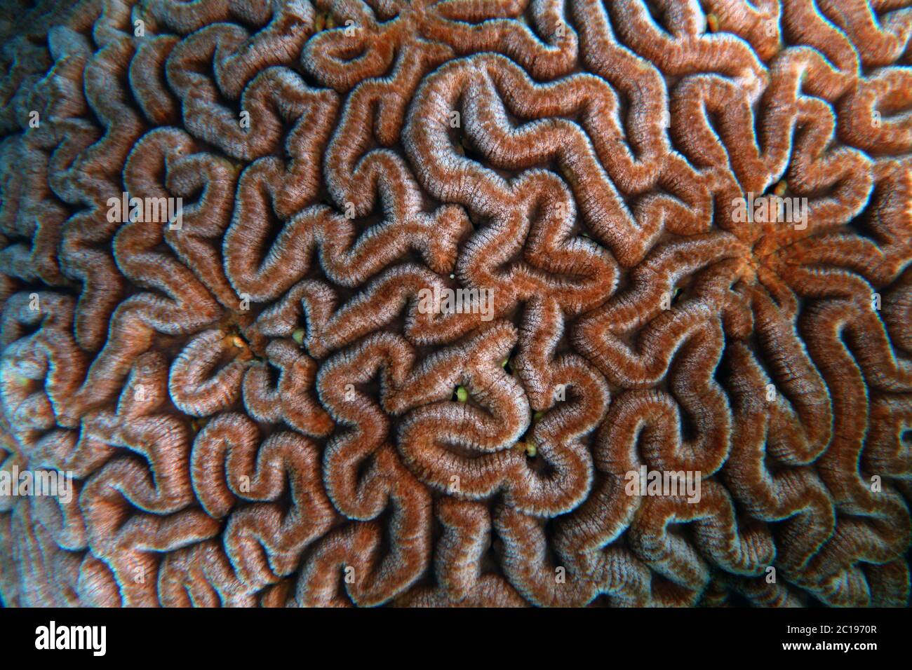 Dettaglio di una colonia di coralli cerebrale sana sott'acqua, Grande barriera Corallina, Queensland, Australia Foto Stock