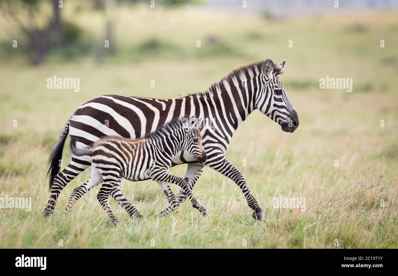 Zebra madre e bambino zebra che corre fianco a fianco su erba in Masai Mara Kenya Foto Stock