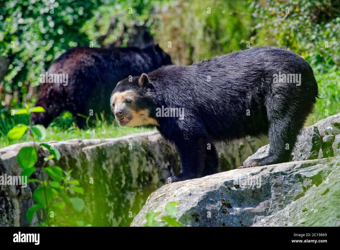 Orso con spettacolo - Tremarctos ornatus Foto Stock