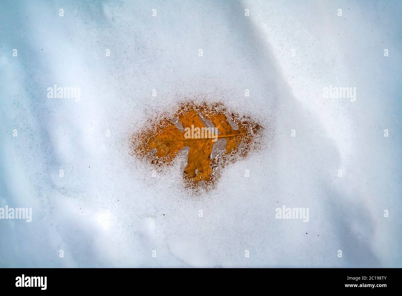 Foglia di acero caduto e asciutto, congelato sotto uno strato di ghiaccio in inverno Foto Stock
