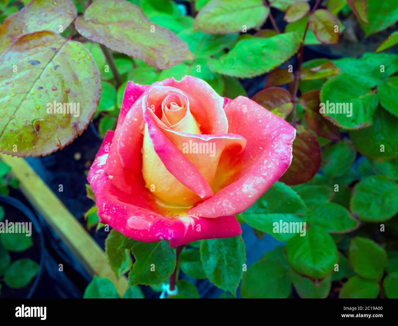Con grazie (Fransmoov) Rosa da tè ibrida con un fiore singolo sul gambo in un centro giardino Foto Stock