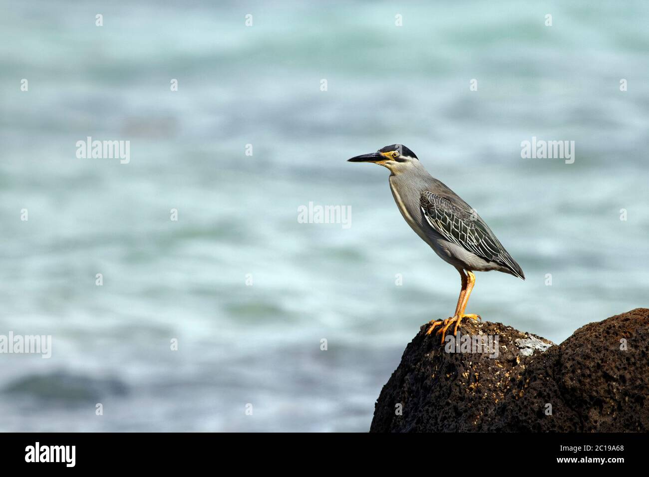 Airone striato - Butorides striata Foto Stock