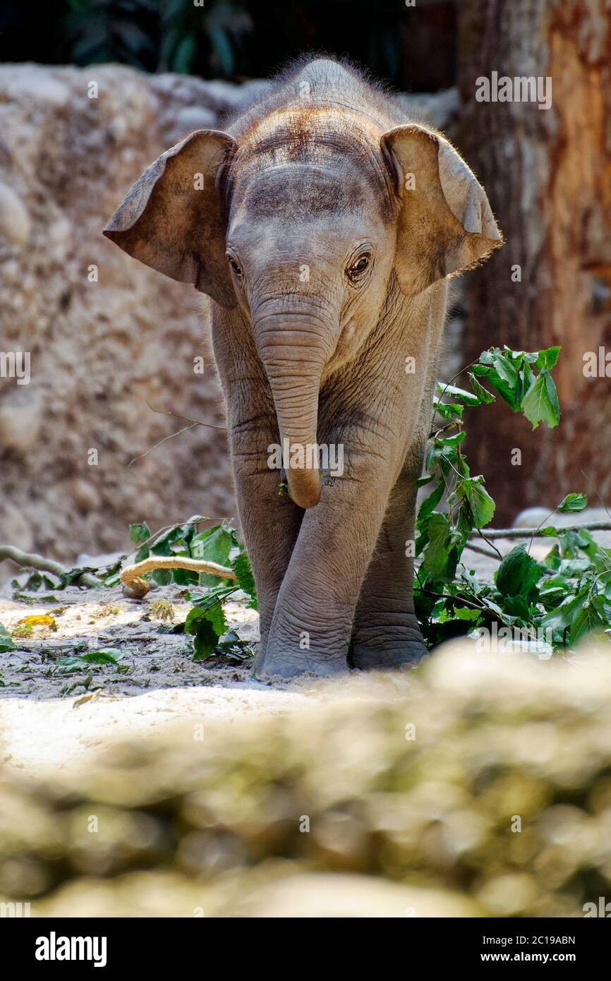Vitello elefante asiatico - Elefas maximus Foto Stock