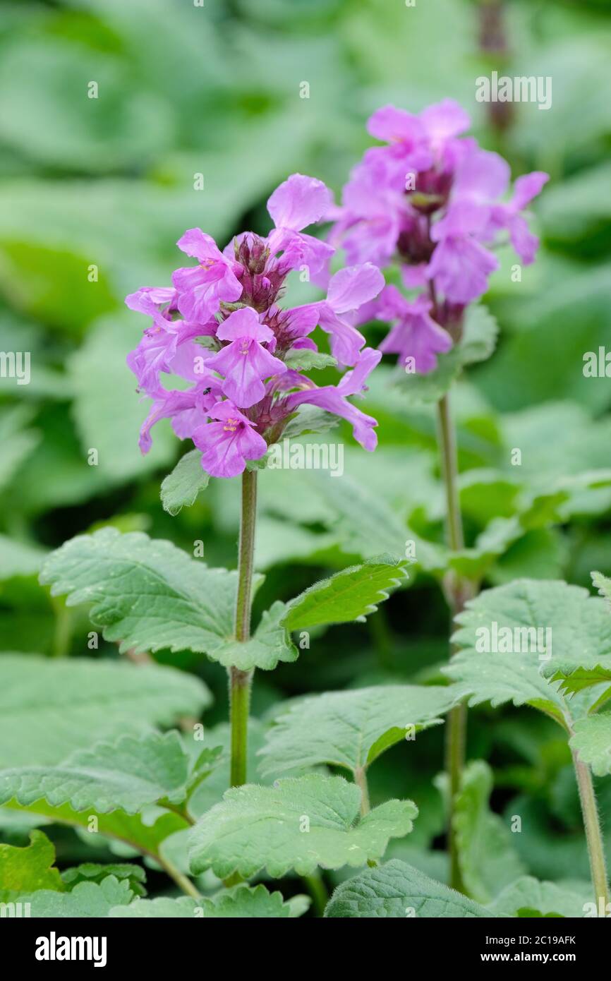 Betonica macrantha 'Superba' precedentemente conosciuto come Stachys macrantha 'Superba'. Betony 'Superba', Big Betony o orecchio di agnello Foto Stock