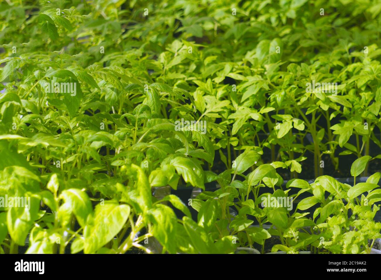 Pomodori giovani giovani giovani giovani piante verdi nella serra Foto Stock