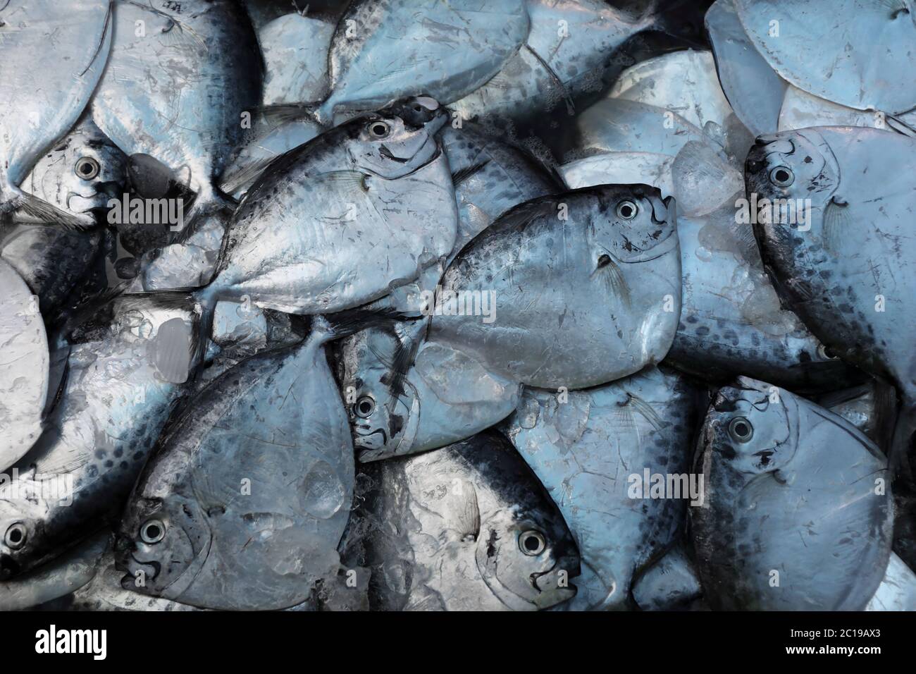 Razor moonfish (mene maculata) Pesce crudo Foto Stock
