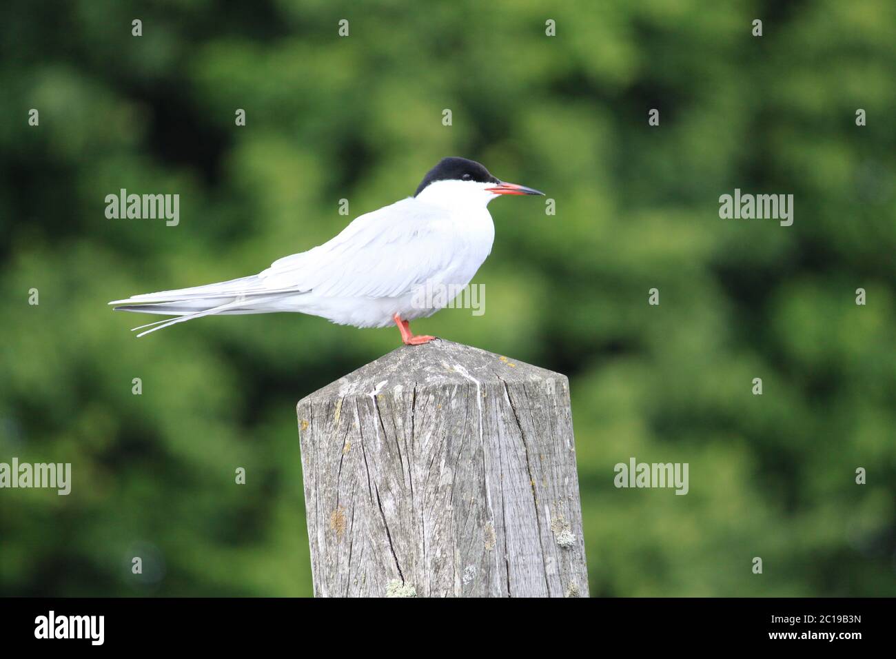 uccello terna su palo di legno al porto con sfondo verde Foto Stock