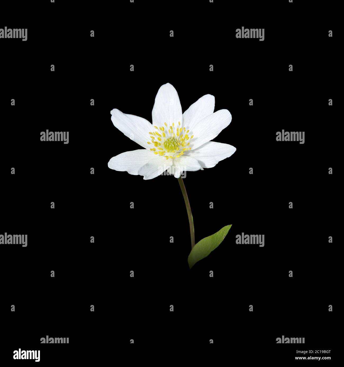 Bianco primavera fiore selvatico anemone di legno Foto Stock