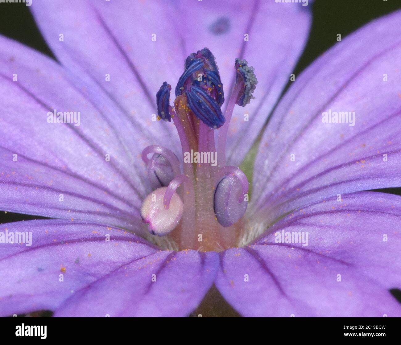 Macro di pistilli con polline in fiore viola Foto Stock