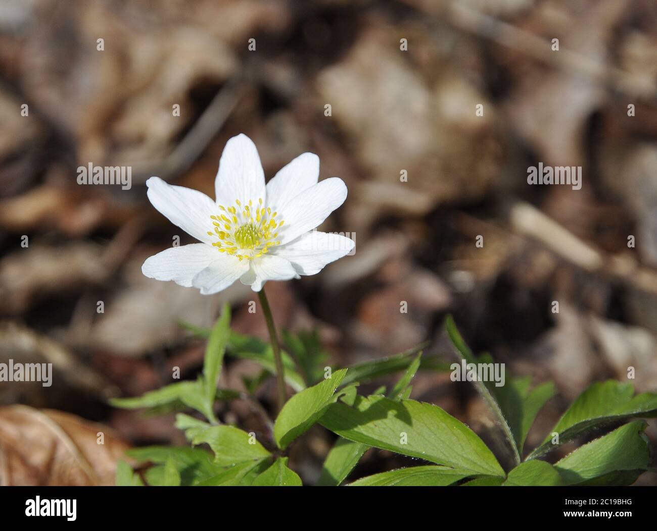 Bianco primavera fiore selvatico anemone di legno Foto Stock