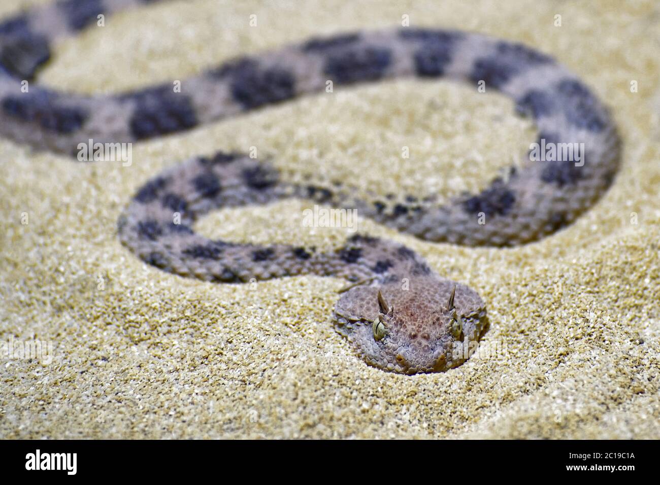 Vipera oridiata - cerastes Cerastes Foto Stock