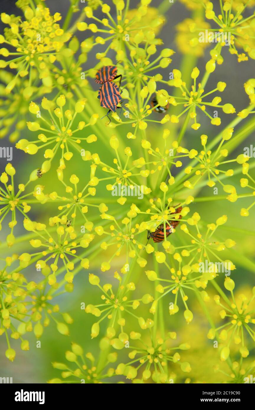 Bug fuoco sui fiori gialli di una pianta di pastinaca fiorente in primavera nel giardino biologico di Ktichen a Nijmegen Paesi Bassi Foto Stock