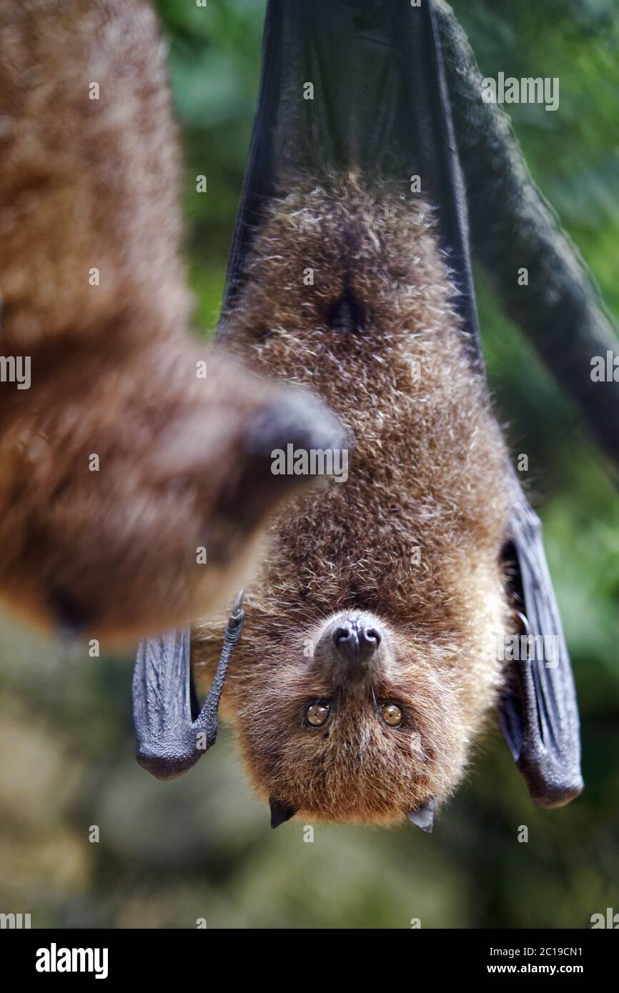 Rodrigues flying fox / Rodrigues frutto bat - Pteropus rodricensis Foto Stock