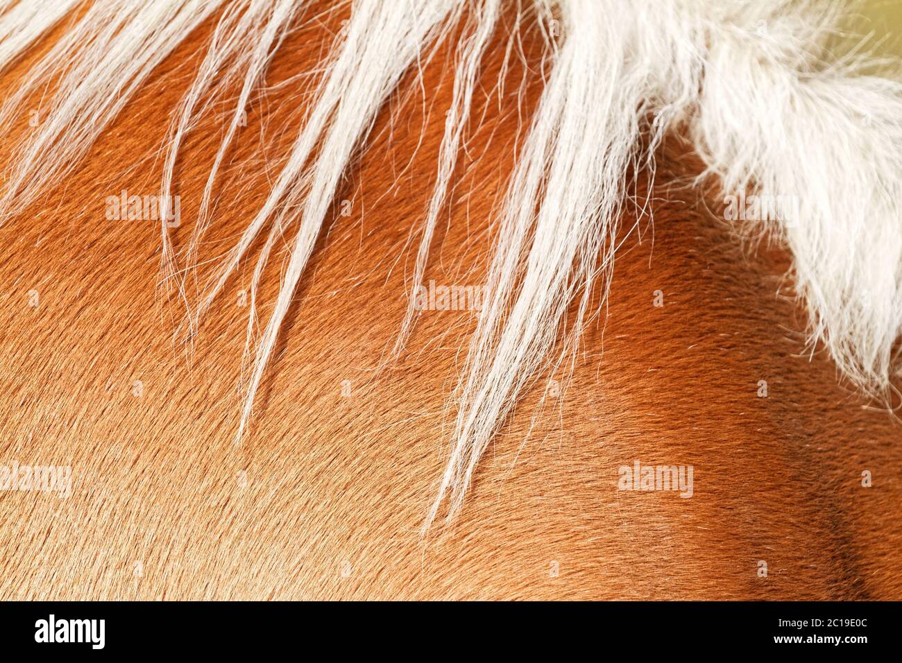 Chiudere fino a cavallo il concetto di pelle per lo sfondo Foto Stock