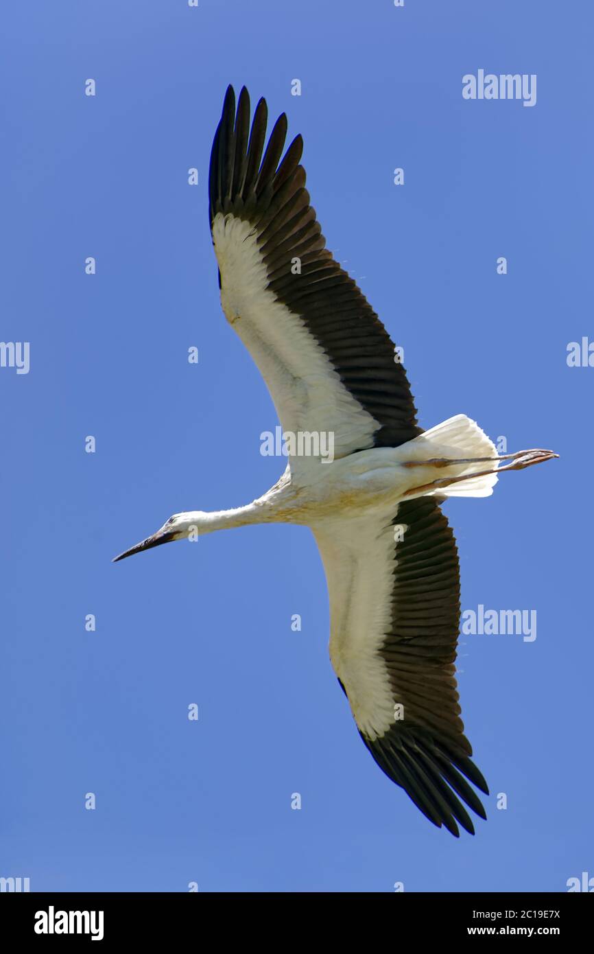 Cicogna bianca - Ciconia ciconia Foto Stock