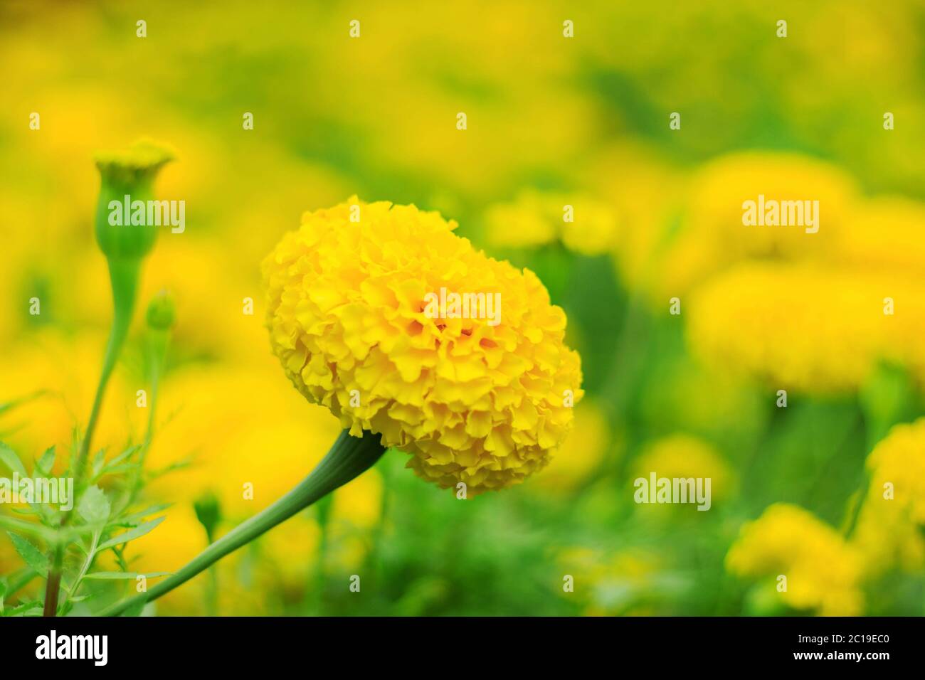 Marigold con colori bellissimi. Foto Stock