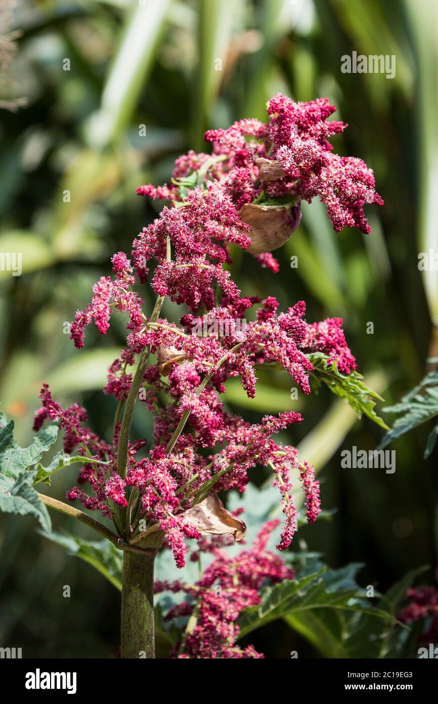 I fiori della pianta Rheum Palmatum Atrosanguineum. Foto Stock