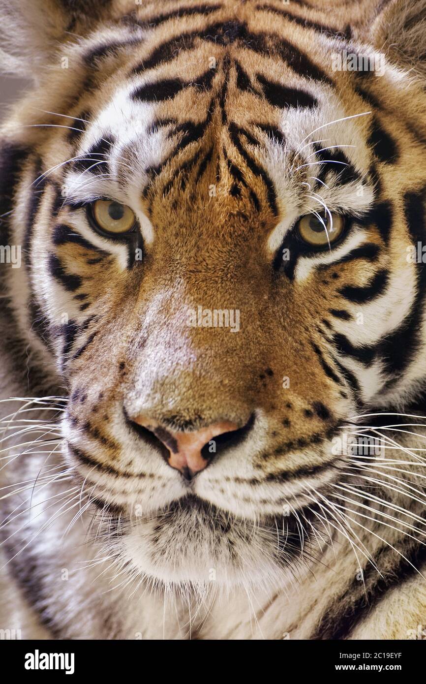 Tigre Siberiana - Panthera tigris altaica Foto Stock