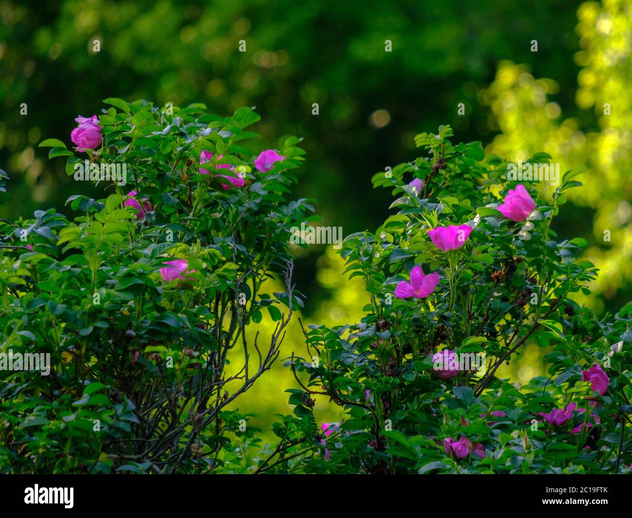 Fuoco selettivo sui colori viola di un cespuglio di rosehip. Sfondo molto sfocato nei raggi arancioni del sole. Giorno d'estate. Foto Stock