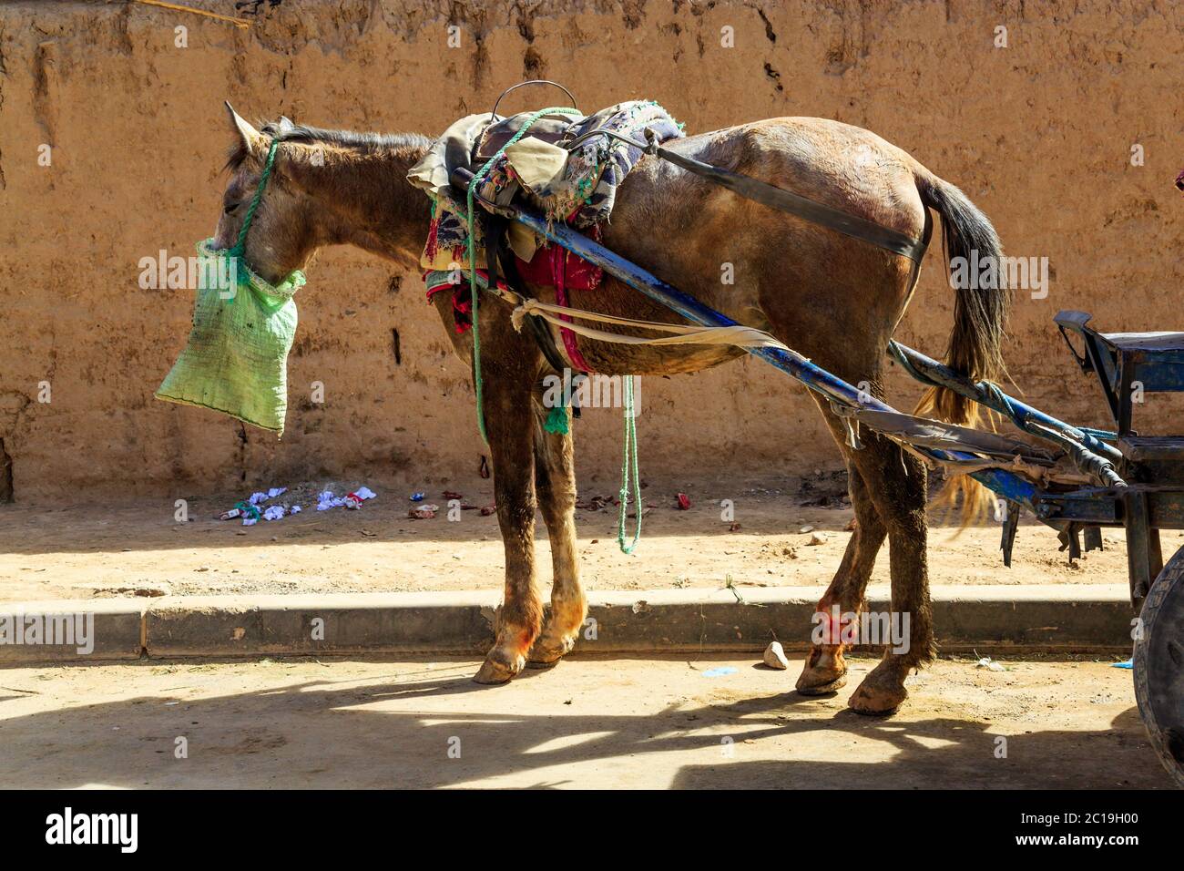 Un cavallo carropico malnutrito e ferito, imbrigliato ai pozzi di un carro, in piedi in una strada del Marocco, Africa del Nord. Foto Stock
