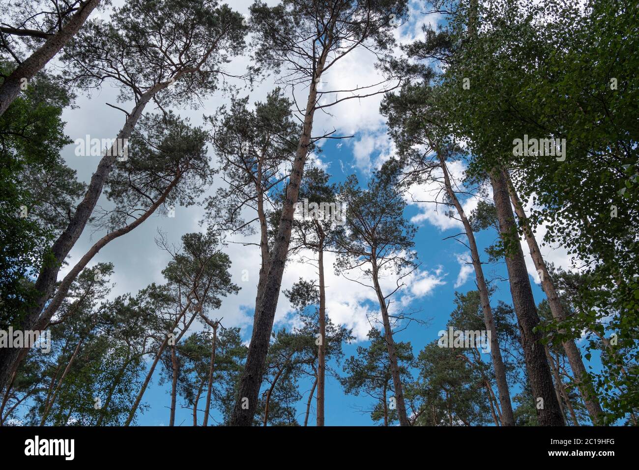 Guardando attraverso gli alberi e le cime degli alberi, si può raggiungere un cielo blu e le nuvole Foto Stock