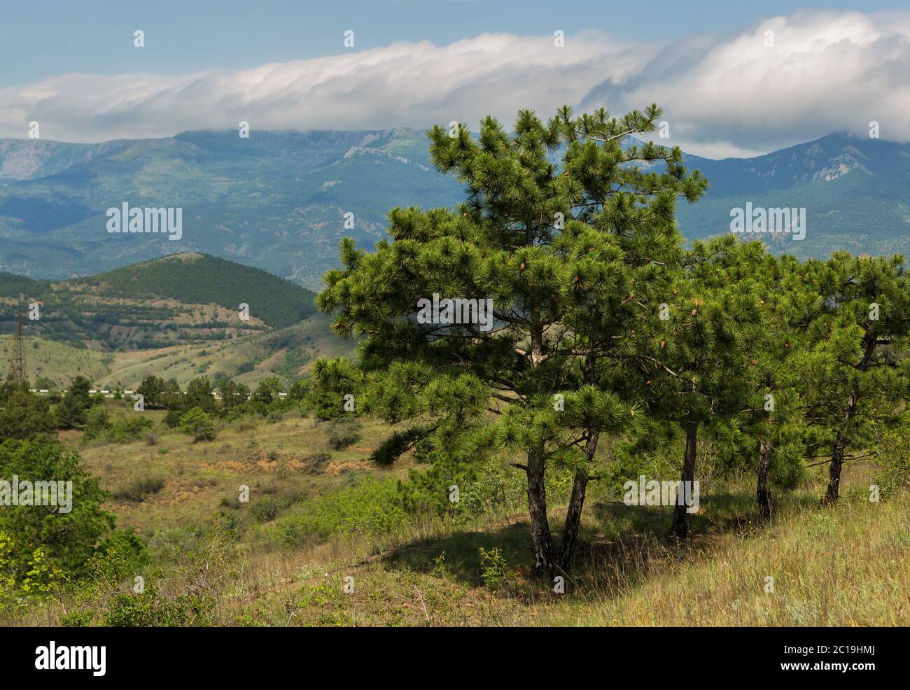 Pini sullo sfondo del paesaggio estivo di Crimea montagne Foto Stock