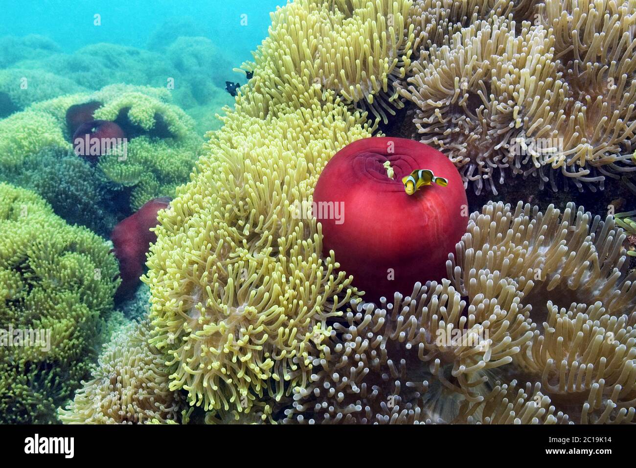Novellame di pesce pagliaccio mauriziano - Anemoni marini magnifici - Heteractis magnifica Foto Stock
