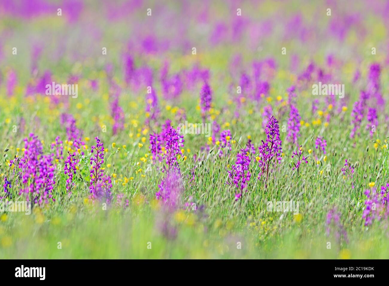 Orchidea a fiore libero - Orchidea laxiflora, bella pianta rosa fiorita da prati e paludi europei, isola di Pag, Croazia. Foto Stock