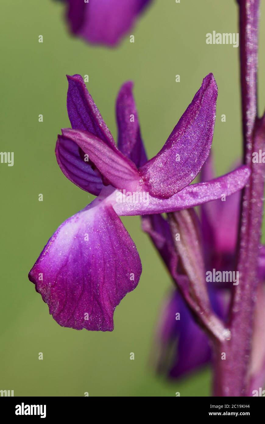 Orchidea a fiore libero - Orchidea laxiflora, bella pianta rosa fiorita da prati e paludi europei, isola di Pag, Croazia. Foto Stock