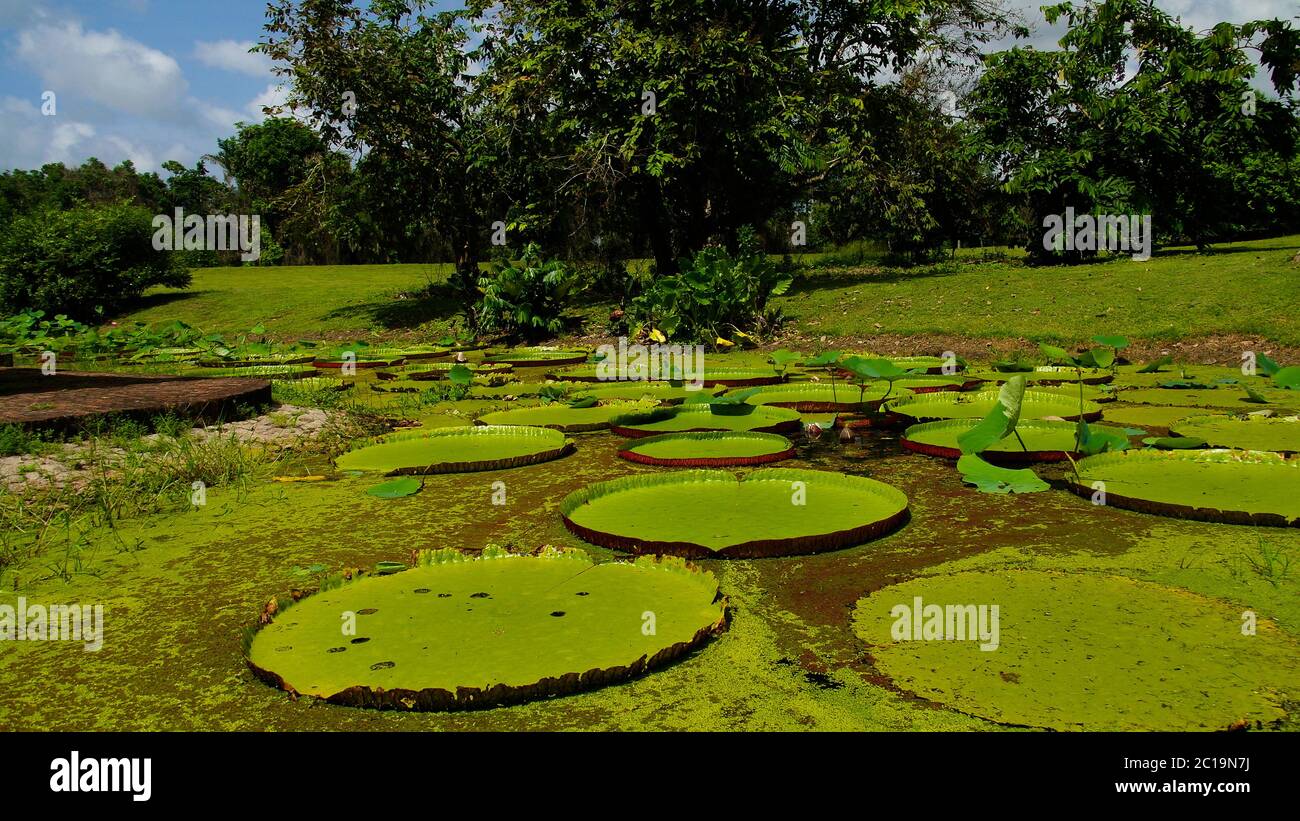 Laghetto di loto intorno allo stoccaggio delle polveri da sparo a Fort Nieuw Amsterdam, Marienburg, Suriname Foto Stock