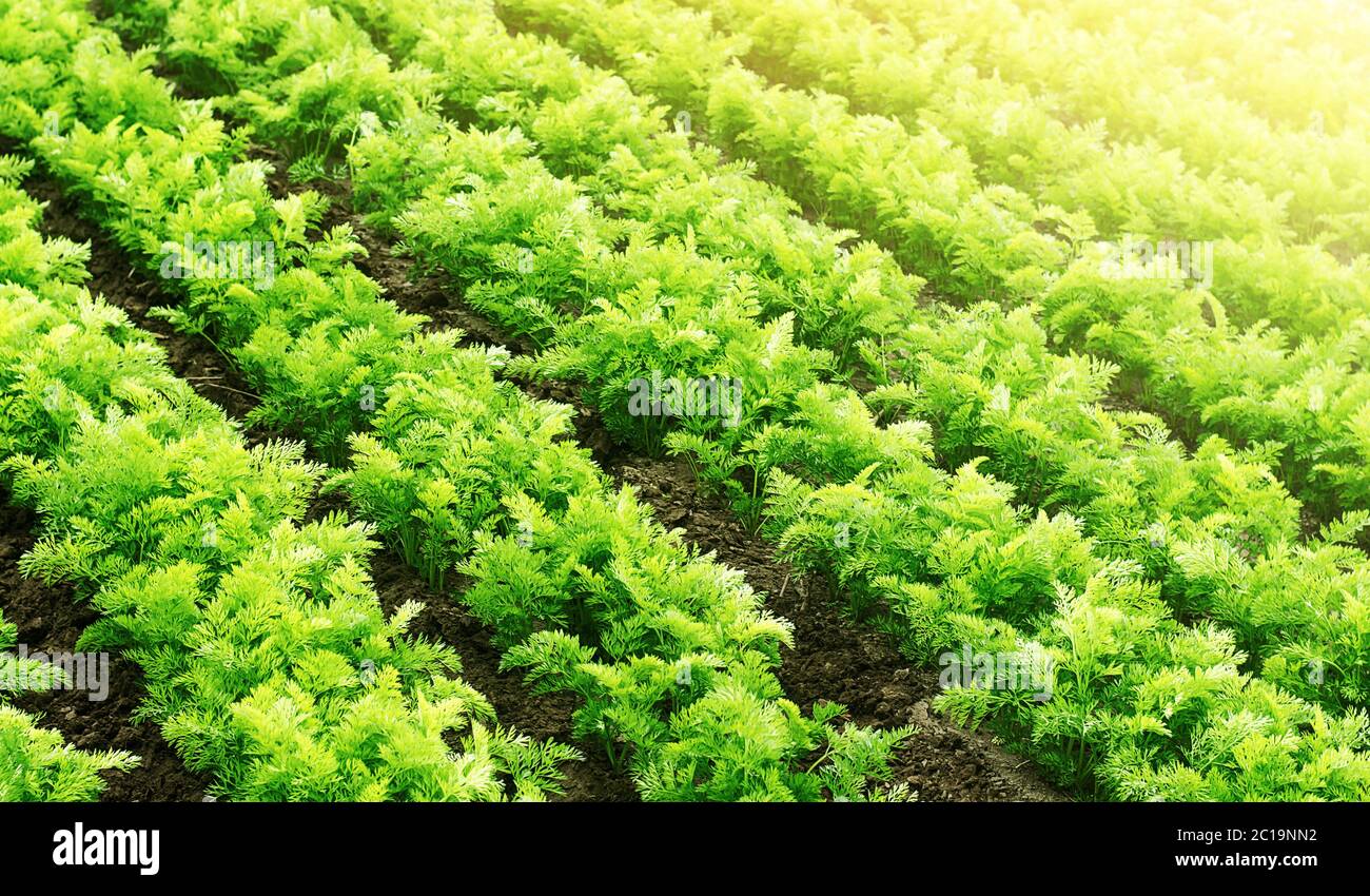 Fattoria campo agricolo di piantagione di carote. Agroindustria e agroalimentare. Agricoltura, coltivando verdure di alimento biologiche. Coltivazione e cura, harv Foto Stock