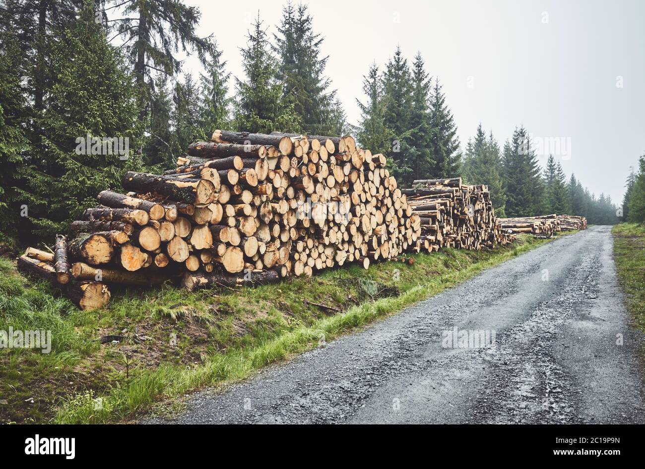 Tronchi di log impilati da una strada in foresta in un giorno di pioggia foggy, colore toning applicato. Foto Stock