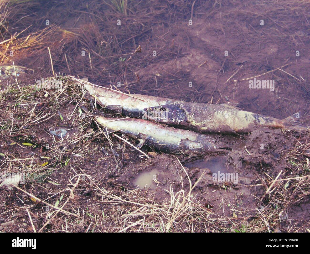 Il pesce di salmone è morto alla fine del ciclo di vita dopo la riproduzione. Russia, territorio primorskij, fiume Barabashevka Foto Stock