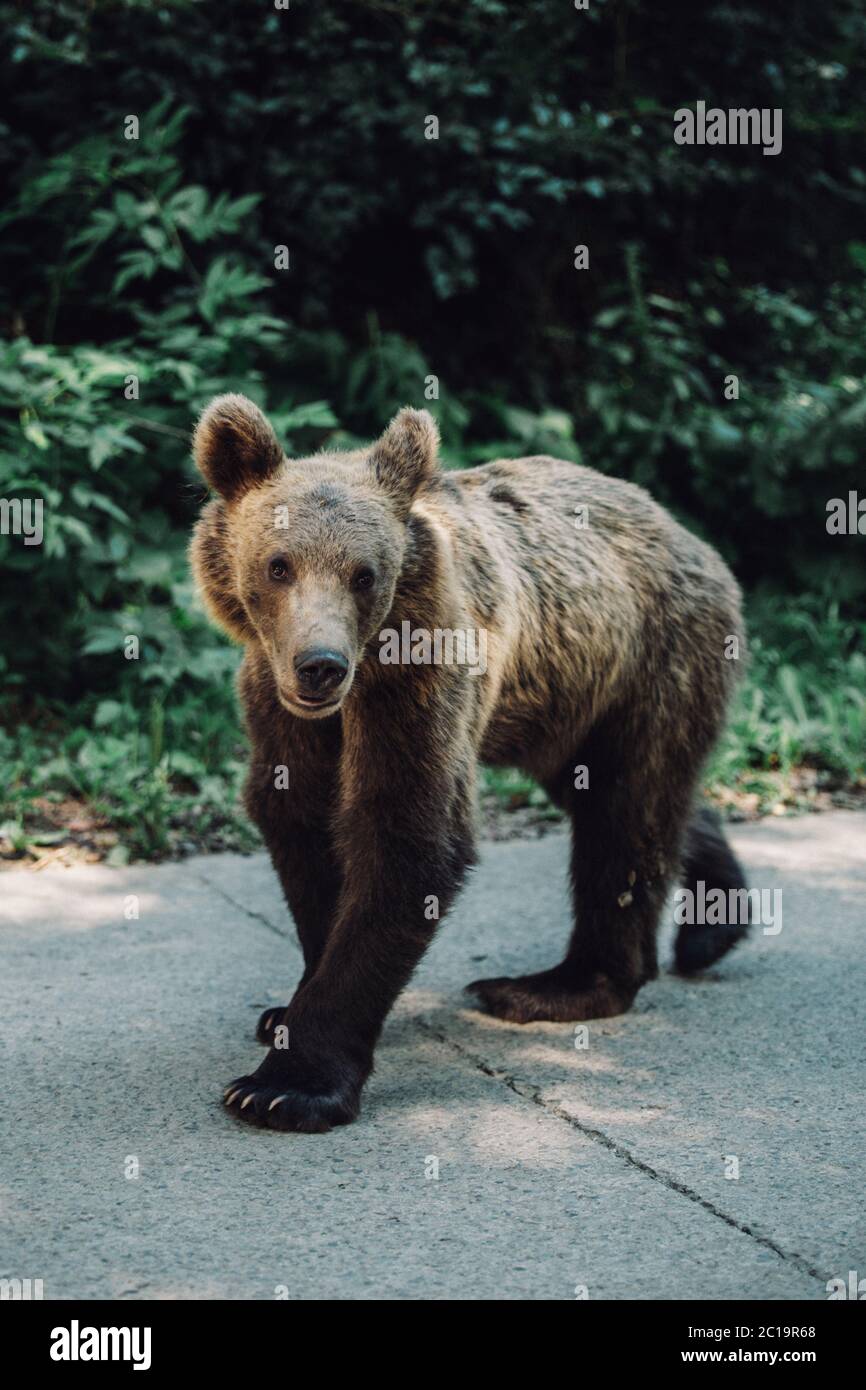 Orso bruno selvaggio in piedi sulla strada in Transilvania, Romania Foto Stock