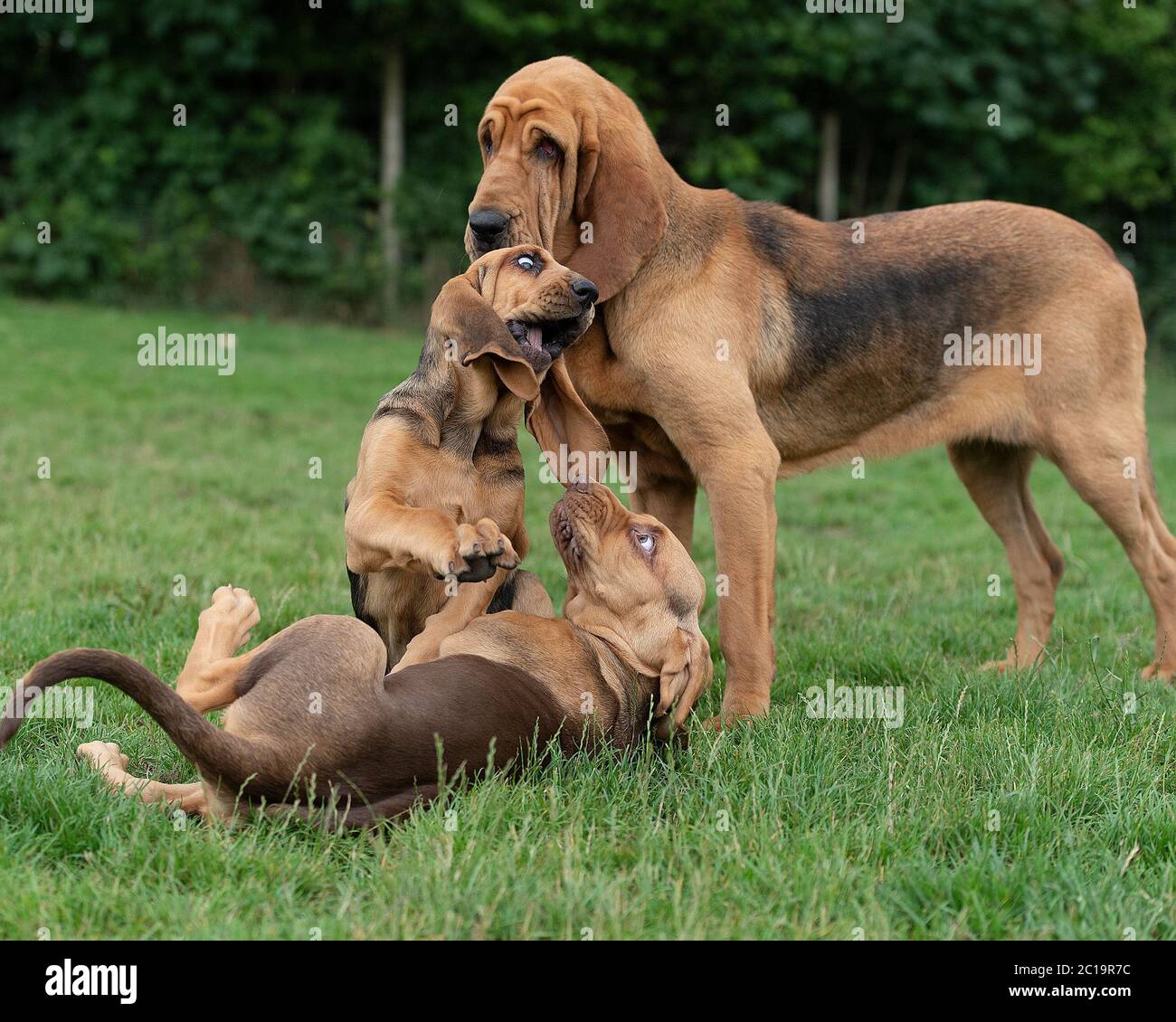 i cuccioli di bloodhound che giocano e la loro madre Foto Stock