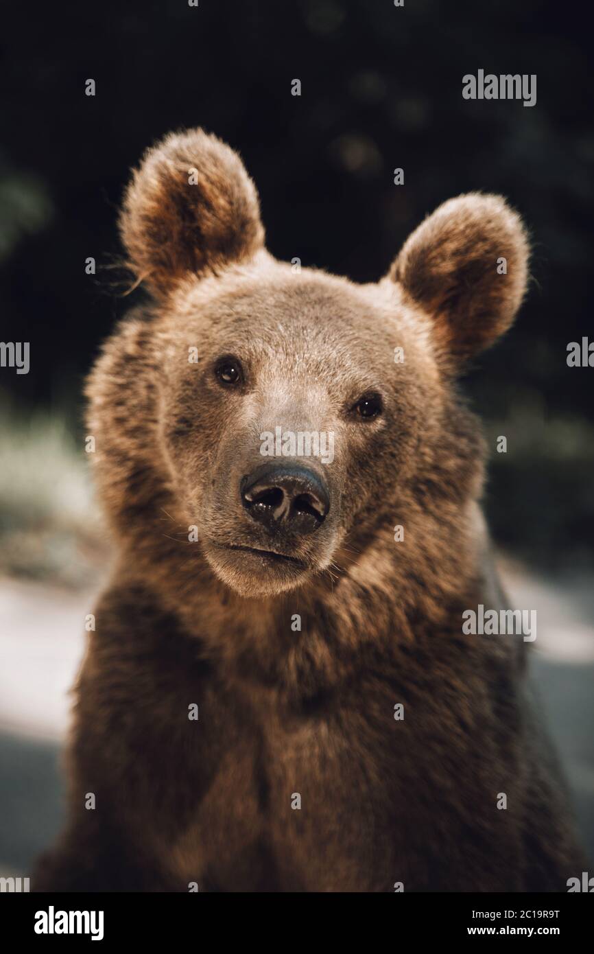Poarthit di orso bruno selvaggio catturato in Transilvania, Romania. Foto Stock