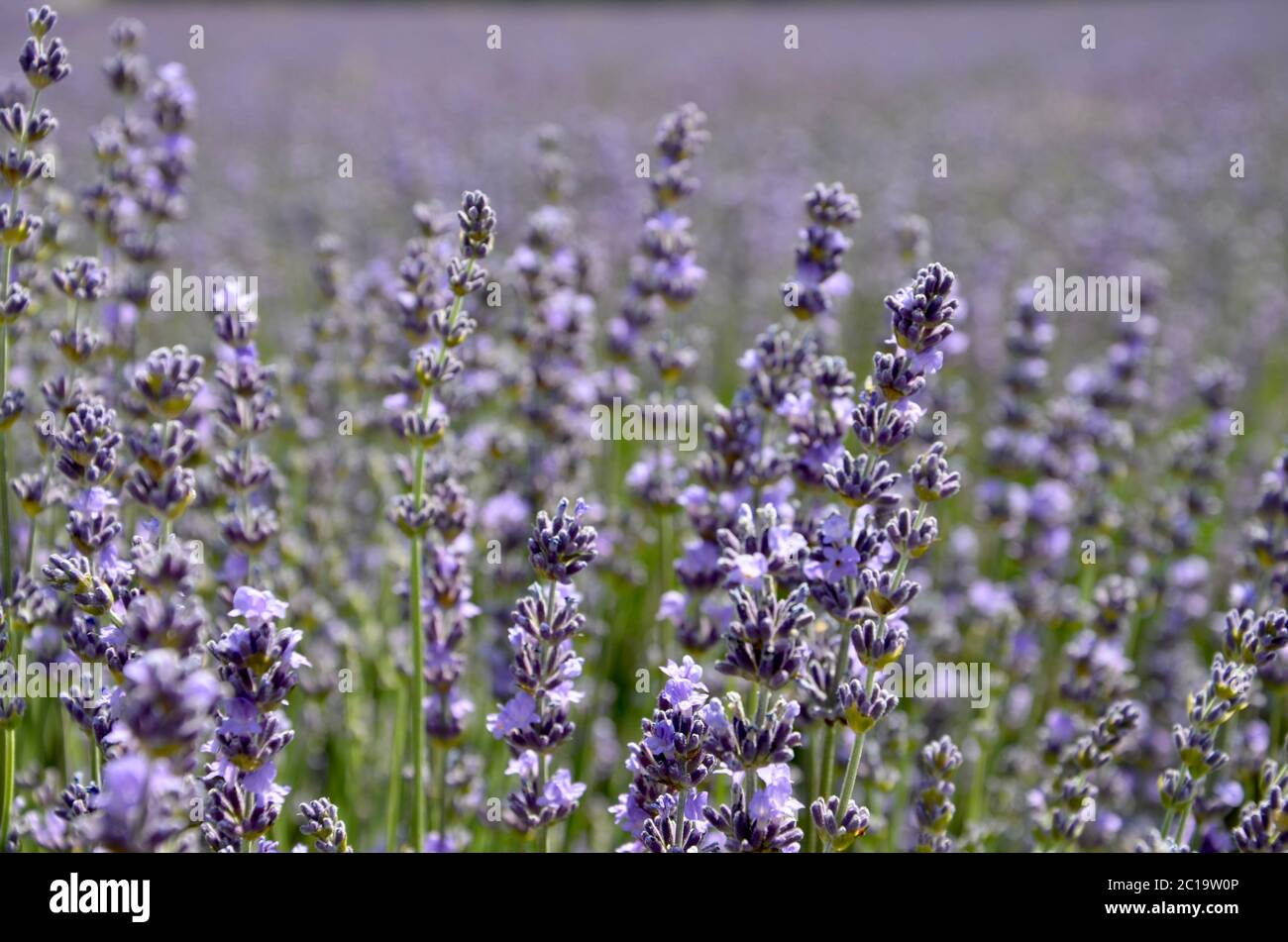 Close up sfocato viola e Lavanda fiori bianchi. Fioriture dei