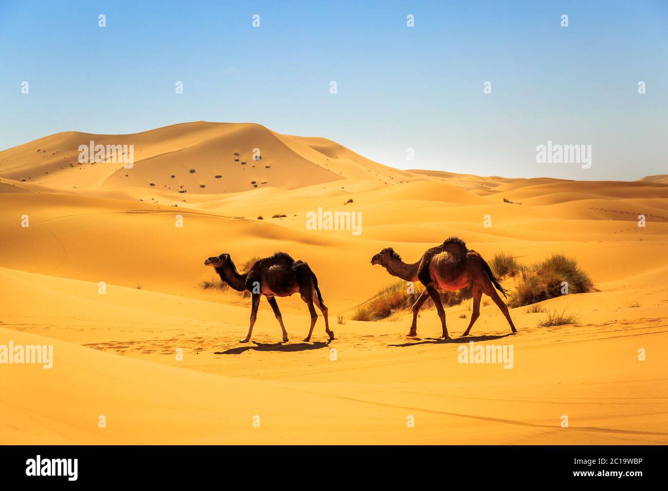 Un paio di dromedari che camminano nel mezzo di un deserto sabbioso in una giornata di sole Foto Stock