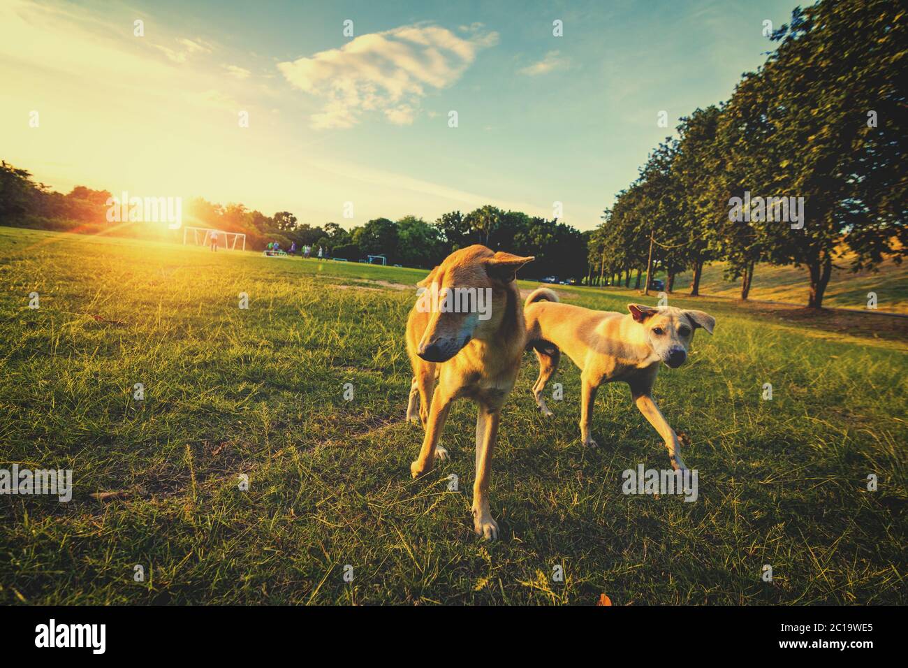 Il cane nel parco pubblico con sole e nuvola. Foto Stock