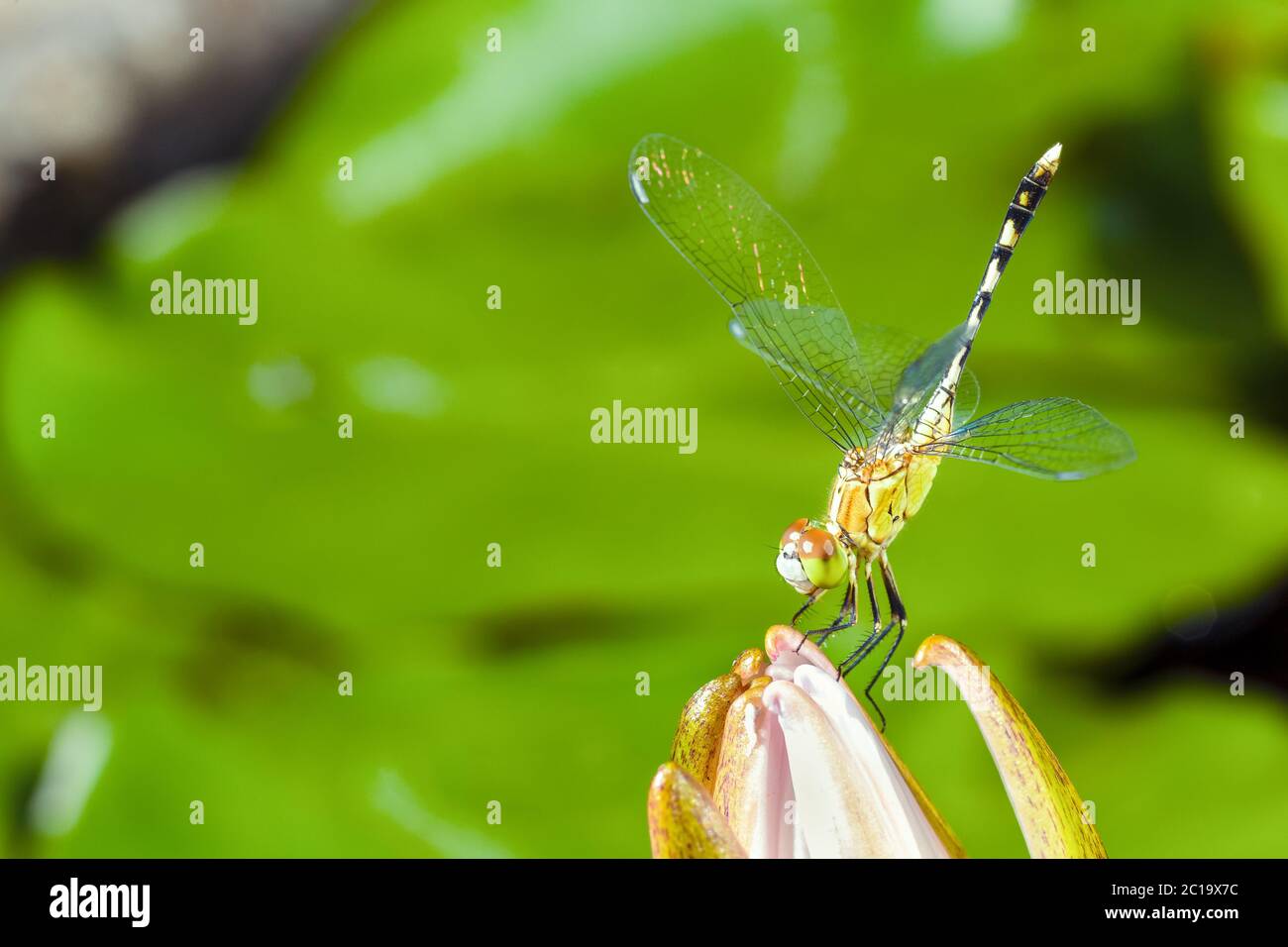macro foto libellula con loto. animale fauna selvatica concetto. Foto Stock