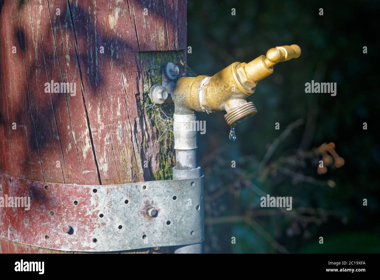 Un rubinetto di ottone attaccato ad un palo di legno in un giardino, gocciolando. Foto Stock