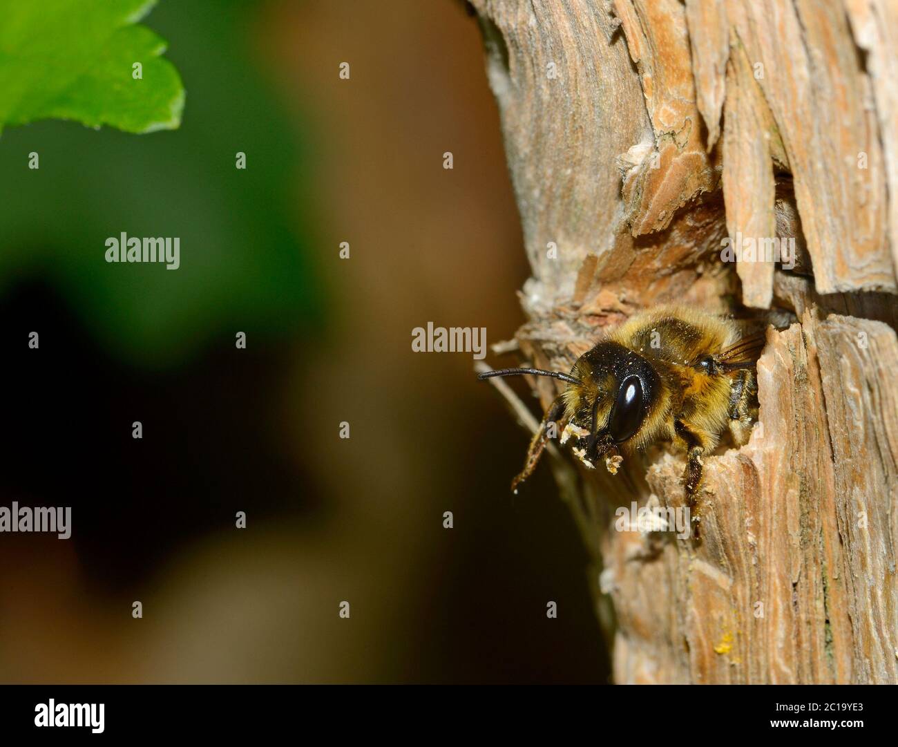 Leafcutter specie di api (Megachilidae) probabilmente l'ape di patchwork, Megachile centuncularis) che emerge dal suo nido in un tronco di albero Foto Stock