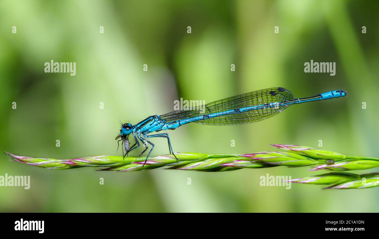 Coenagrion puella è una mosca delle damslefly azur comune in tutto il mondo. Questa immagine ad alta risoluzione mostra la vista laterale classica. La damselfly si alimenta con una piccola mosca. Foto Stock