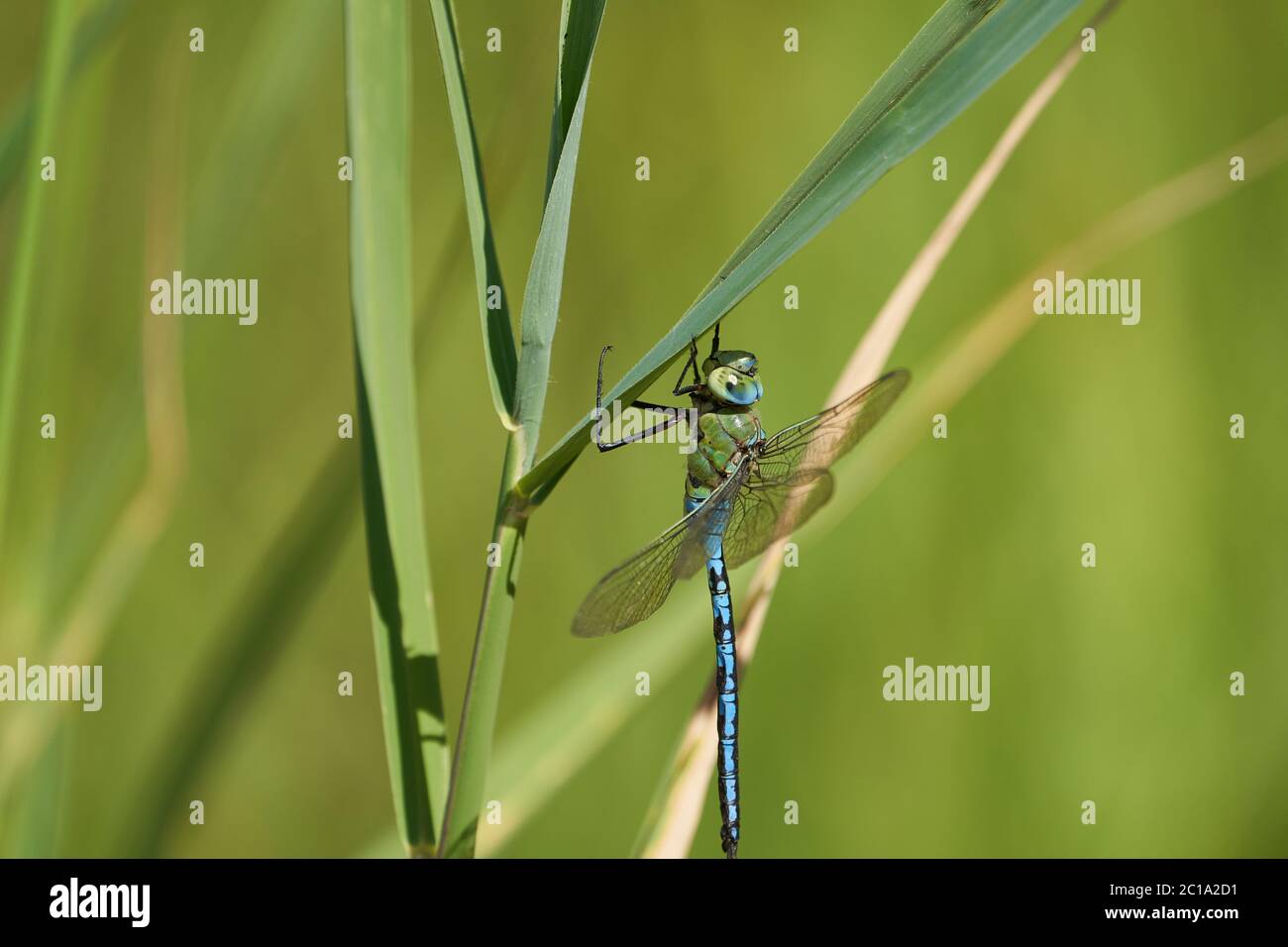 Imperatore dragonfly blu imperatore Anax imperatore falco Aeshnidae macro Foto Stock
